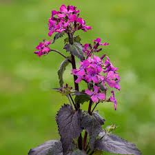Attēlu rezultāti vaicājumam “Lunaria annua flower”