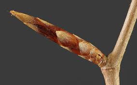 Attēlu rezultāti vaicājumam “Armeria vulgaris bud”