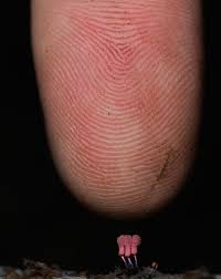 Attēlu rezultāti vaicājumam “Arcyria imperialis spores”