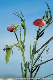 Attēlu rezultāti vaicājumam “Lathyrus palustris bud”