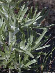 Attēlu rezultāti vaicājumam “Gnaphalium sylvaticum leaf”