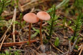 Attēlu rezultāti vaicājumam “Mycena rosella”
