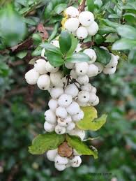 Attēlu rezultāti vaicājumam “Symphoricarpos albus fruit”