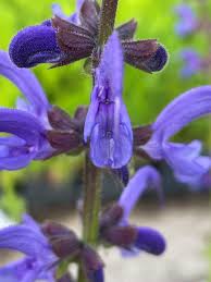 Attēlu rezultāti vaicājumam “Salvia pratensis”