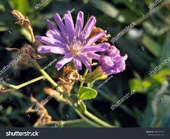 Attēlu rezultāti vaicājumam “Lactuca tatarica flower”