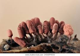 Attēlu rezultāti vaicājumam “Arcyria imperialis macro”