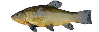 Image result for Tinca tinca