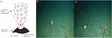 Image result for Vazella pourtalesii