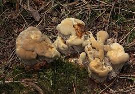 Attēlu rezultāti vaicājumam “Onnia triquetra”