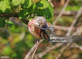 Attēlu rezultāti vaicājumam “Carduelis cannabina”