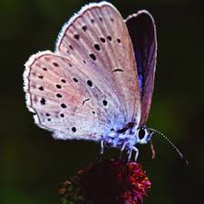 Attēlu rezultāti vaicājumam “Maculinea teleius underside”