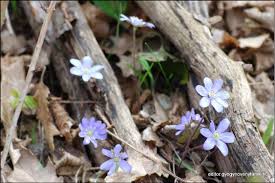 Attēlu rezultāti vaicājumam “Hepatica nobilis fruit”