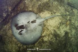 Image result for Styracura pacifica