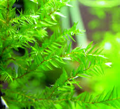 Attēlu rezultāti vaicājumam “Fissidens arnoldii sporophyte”