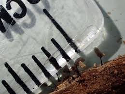 Attēlu rezultāti vaicājumam “Comatricha pulchella”