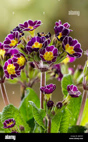 Attēlu rezultāti vaicājumam “Primula elatior flower”