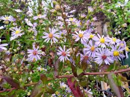 Attēlu rezultāti vaicājumam “Symphyotrichum x salignum leaf”