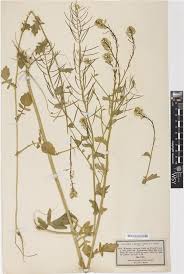 Attēlu rezultāti vaicājumam “Barbarea vulgaris subsp. arcuata”