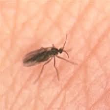 Attēlu rezultāti vaicājumam “Sciaridae”