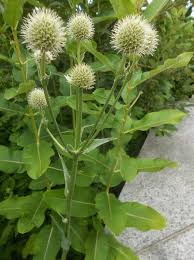 Attēlu rezultāti vaicājumam “Echinops sphaerocephalus leaf”