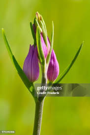 Attēlu rezultāti vaicājumam “Cephalanthera rubra bud”