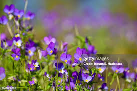 Attēlu rezultāti vaicājumam “Viola tricolor flower”