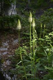 Attēlu rezultāti vaicājumam “Phyteuma spicatum fruit”