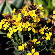 Attēlu rezultāti vaicājumam “Erysimum hieracifolium”