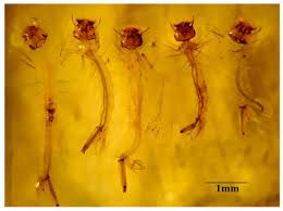 Attēlu rezultāti vaicājumam “Culex pipiens larva”