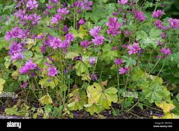 Image result for Malve