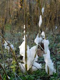 Attēlu rezultāti vaicājumam “Frost Flowers”
