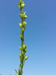 Attēlu rezultāti vaicājumam “Veronica austriaca subsp. teucrium bud”