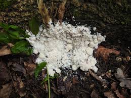 Attēlu rezultāti vaicājumam “Fuligo candida f. persicum spores”