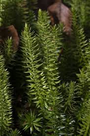 Attēlu rezultāti vaicājumam “Lycopodium dubium”