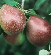 Attēlu rezultāti vaicājumam “Pyrus communis fruit”