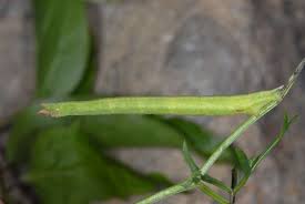 Attēlu rezultāti vaicājumam “Thalera fimbrialis”