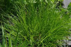 Attēlu rezultāti vaicājumam “Carex remota fruit”