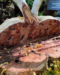 Attēlu rezultāti vaicājumam “Anthyllis maritima bud”