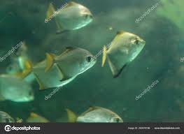 Image result for Trachinotus carolinus