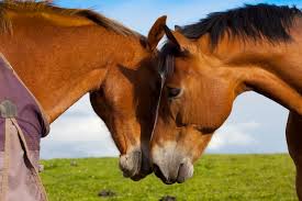 Afbeeldingsresultaat voor paarden