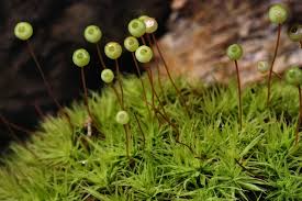 Attēlu rezultāti vaicājumam “Bartramia pomiformis”