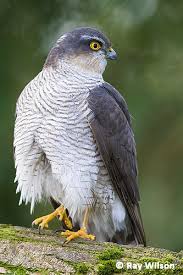 Attēlu rezultāti vaicājumam “Accipiter nisus female”