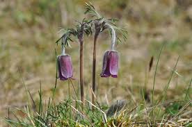 Attēlu rezultāti vaicājumam “Pulsatilla pratensis”