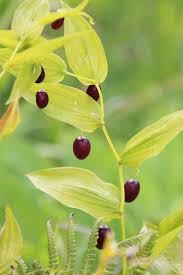 Attēlu rezultāti vaicājumam “Trichia ambigua stalked”