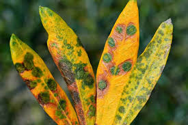 Attēlu rezultāti vaicājumam “Oligia sp.”