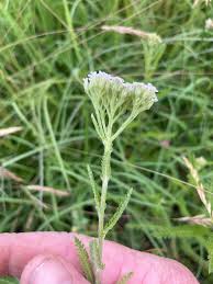 Attēlu rezultāti vaicājumam “Achillea millefolium bud”