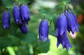 Image result for Campanula affinis