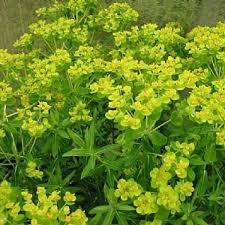 Attēlu rezultāti vaicājumam “Euphorbia palustris flower”