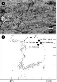 Attēlu rezultāti vaicājumam “Caloplaca scopularis”