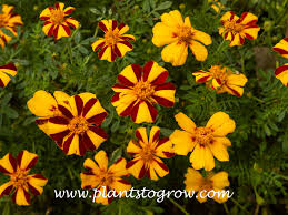 Image result for Tagetes patula